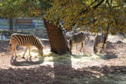 Vlexx ausflugstipps Kaiserslautern Zoo 1207345504
