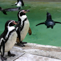Vlexx ausflugstipp landau zoo pinguine