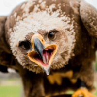 Vlexx freizeittipps steppenadler greifvogel neunkircher zoo
