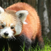 Vlexx freizeittipps saarbruecken zoo kleiner panda